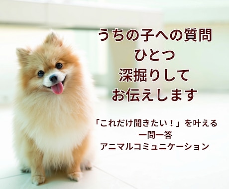 うちの子への質問１つを深掘りして答えをお伝えします これだけ聞きたい！を叶える一問一答アニマルコミュニケーション イメージ1