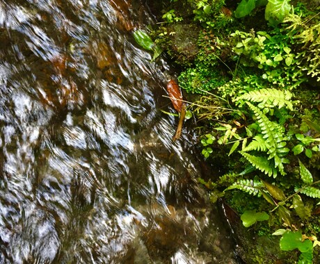 ご依頼に応じた写真撮影＋編集をします 安く!写真を使ってデザインしたい時!うまく決まらない時に! イメージ2