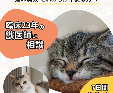 臨床23年獣医師が猫に関する不安を7日間支えます あなたの愛猫のための自宅ケアや心の整理法を一緒に考えます イメージ1