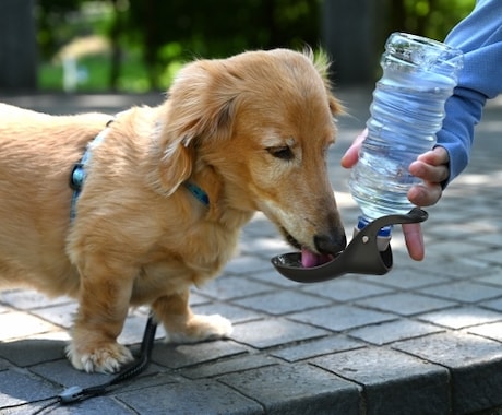 愛犬のリーディングをします 最後に伝えたかったこと、あの時の行動の意味は？など イメージ1