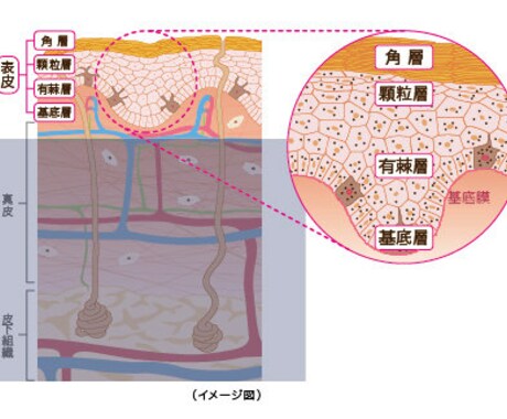 あなたの肌を美しくするための知識をお伝えします 自分の肌がわからない、綺麗になりたい人にオススメです！ イメージ1