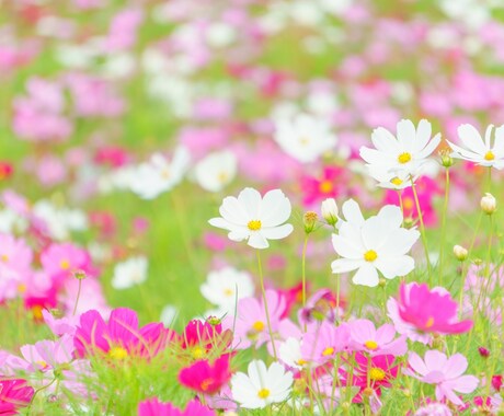 あなたの心のお悩みに寄り添います あなたが人生の主役です。明るい未来を一緒に見てみませんか？ イメージ2