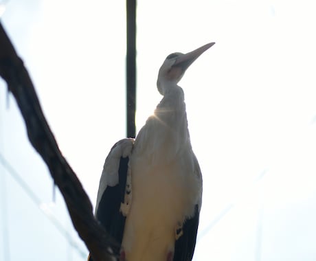 写真データ販売致します 鳥など自然を撮っております。色々な写真があります。 イメージ1
