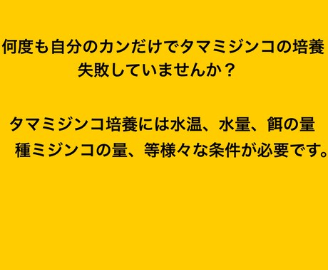 タマミジンコ培養方法教えます もう購入するのは餌だけ！培養失敗を助けます！！ イメージ2