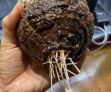塊根植物のはじめかたをお伝えします 塊根植物(パキプスなど)を育てるための第一歩をサポートします イメージ2