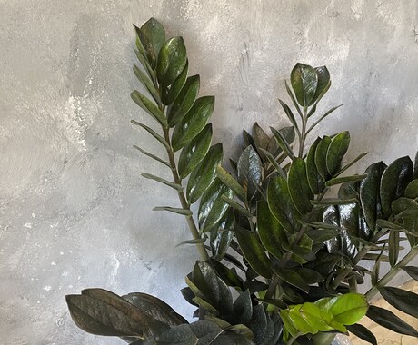 観葉植物のお悩み解決します 育成方法や観葉植物のトラブルなどなんでも解決致します！ イメージ1