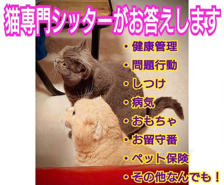 猫にまつわる疑問やお悩み、何でも相談に乗ります 【多頭歴40余年、経験豊富な猫シッターが親身に寄り添います】 イメージ1