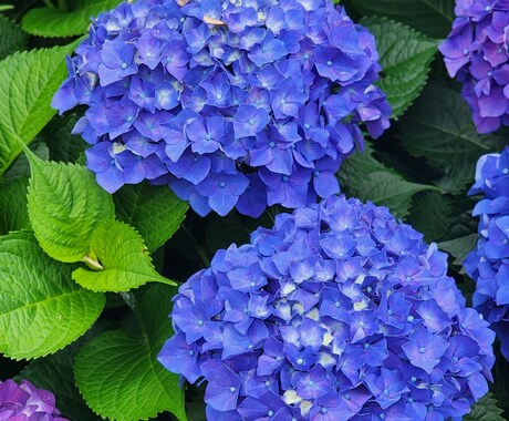 お花などを中心的に撮ってます 道端の花も野花であれば雑草でもある イメージ2