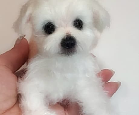 大切な愛犬さんをお作りします 世界にたった一つ♡うちのコ羊毛フェルト♡ イメージ2
