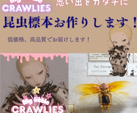 昆虫標本作成します イメージ1