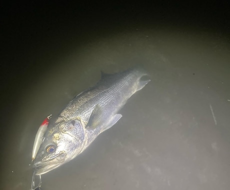 失敗しない最初の釣具選びと基礎アドバイスしますます イメージ1