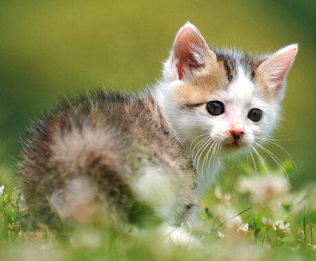 お話ししませんか？いつでもお好きな時にお話します 【限定 回数無制限】LINEのようにやり取り出来ます イメージ2