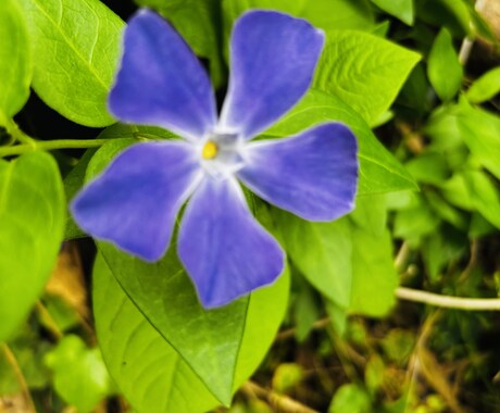 景色や花等、風景写真を撮っています 行けないところの景色を提供します。 イメージ2