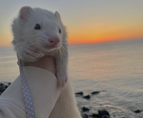 フェレットの飼い方のアドバイスをします フェレット愛好家による飼い方の相談 イメージ1