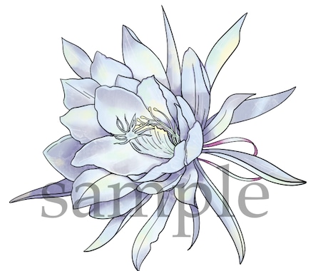 お花や葉っぱ、植物のイラスト優しいタッチで描きます ナチュラル〜リアルタッチのテイストでお花や植物をお描きします イメージ2