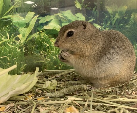小動物、爬虫類、猛禽類などの飼育相談承ります 某個人営業の動物園での勤務経験から飼育のお悩み解決に導きます イメージ2