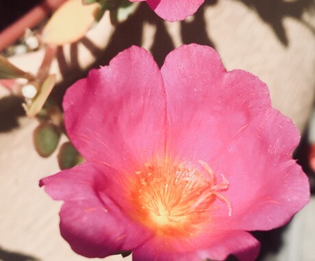 リピーター様限定＊薔薇写真護符＊恋愛運を上げます 護符写真を送ると共に短い鑑定をいたします イメージ1