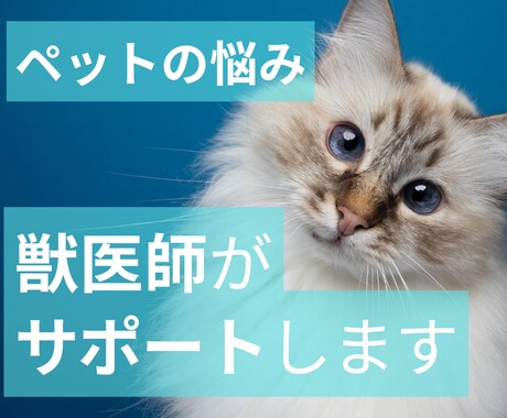 犬猫の病気の相談、オンラインで乗ります 動物病院に行く前・行った後に、気軽に相談できる獣医師サポート イメージ1