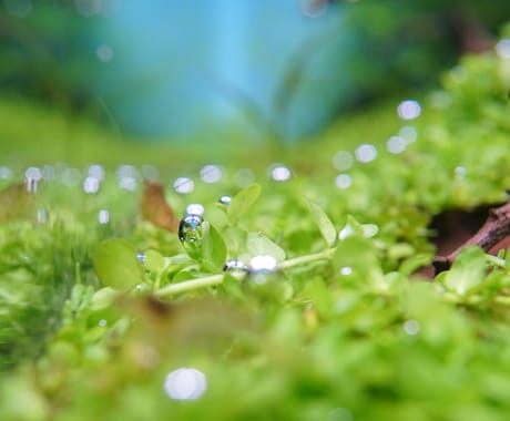 あなたの水槽サポートします お悩み改善、提案まで、1ヶ月間何度でもご相談いただけます。 イメージ2