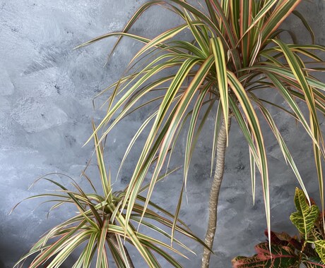 観葉植物のお悩み解決します 育成方法や観葉植物のトラブルなどなんでも解決致します！ イメージ2