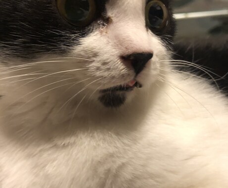 猫ちゃんオラクル1発占い!結果だけお伝えします クリアな気持ちで占います、毎日のふとしたアドバイスにどうぞ イメージ1