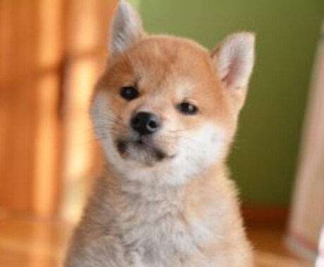 犬猫のお迎えから日々の生活の事まで相談に乗ります ペットとの生活での悩み事ございませんか？ イメージ1