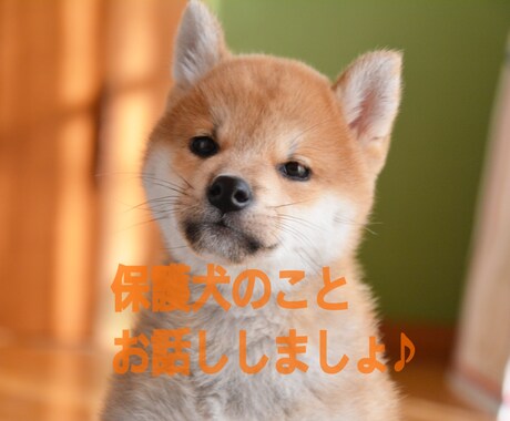 保護犬についてお話しします 保護犬を飼いたい方、心配事などお話ししませんか？ イメージ1