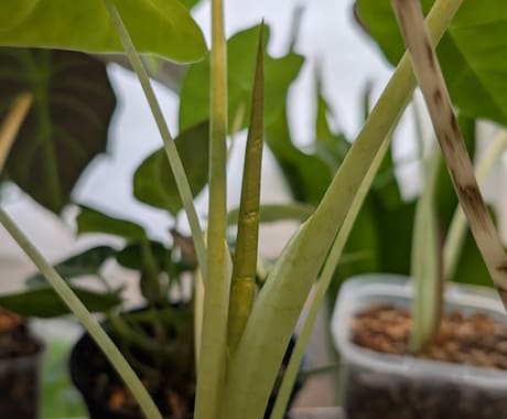 観葉植物の育て方・管理のご相談をお受けいたします 観葉植物をお家で200鉢以上管理中！あなたに合った方法ご提案 イメージ2