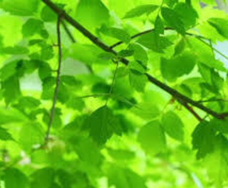 はげ、薄毛相談解消します 髪が薄くなってきた人、何とかしたい人に イメージ1