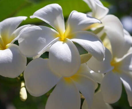＊恋愛・仕事など＊Hawaiiのタロットで占います♪ イメージ1