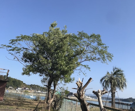 天草の別荘などの見回りをし、状況をお知らせ致します 台風後の物件の状況を知りたい、除草をして欲しい等 イメージ2