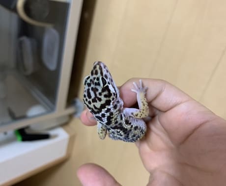 爬虫類相談にのります 爬虫類大好きな自分が爬虫類のお悩み聞きます！！ イメージ1