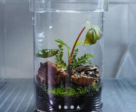 パルダリウム・テラリウム・苔リウムを作成します パルダリウム・テラリウム・苔リウムを作成します。 イメージ2