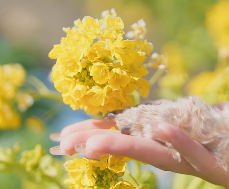 ペットとの思い出を残します ペットとあなたの思い出を写真としてそばに置きませんか？ イメージ1