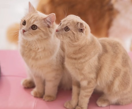 愛猫ちゃんの気持ちお伝えします 愛猫の本音や願い、ママへの気持ちを、優しくお伝えします イメージ1