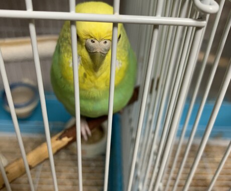 インコを初めて飼う方！雛を初めて飼う方！教えます 初めてインコを飼う方や初めて雛を飼う方必見！ イメージ2