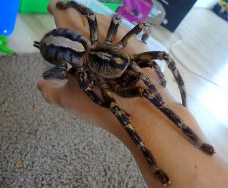 飼い方の載ってない虫や爬虫類の飼い方教えます ネットで探しても無いような虫や爬虫類その他諸々の飼育など！ イメージ2