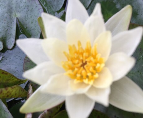 対面鑑定と同じ内容で電話鑑定致します 思念読取伝達、手相、ダウジング、オリジナルカードによる鑑定 イメージ2