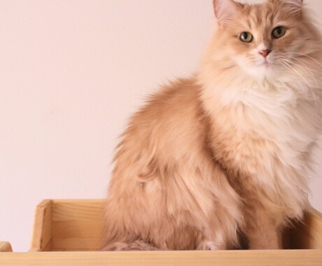 猫限定！！猫についてのお悩みや飼い方を相談できます キャットケアスペシャリスト・キャットシッターが回答します。 イメージ2