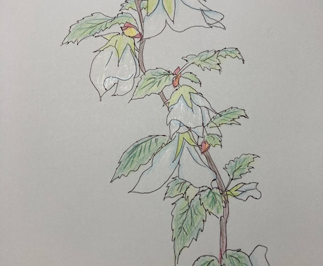 植物や人物のイラストを描きます 元漫画家の卵ですイラスト全般、文章も書けます イメージ1
