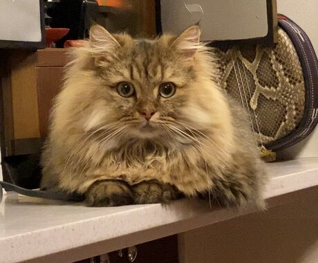 ネコのお話ししませんか？猫トークで盛り上げます 愛ネコYouTuber！猫たちの成長記録や難病克服日記配信 イメージ2