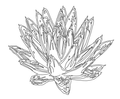 ビザールプランツ、多肉植物の線画イラスト描きます 植物のお写真から線画のイラストを描きます イメージ2