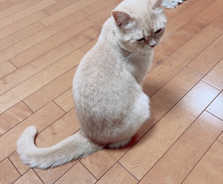 小さなお悩みから大きなお悩みまで聞きます 貴方らしさを取り戻すために、遠慮なくご連絡ください！ イメージ1