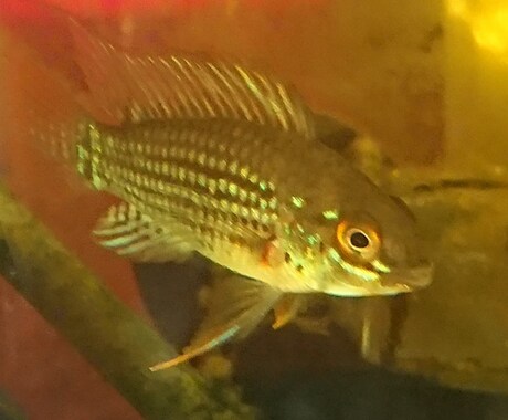 魚の飼育相談のります 日本産淡水魚から熱帯魚まであらゆる魚の飼育相談のります。 イメージ1