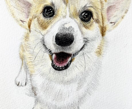 ペットの似顔絵を描きます 色鉛筆のアナログイラストで心温まる一枚をお届けします！！ イメージ2