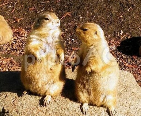 １時間トークルームで話します 柔らかくやり取りできますよー(｡･_･｡)ﾉ イメージ1