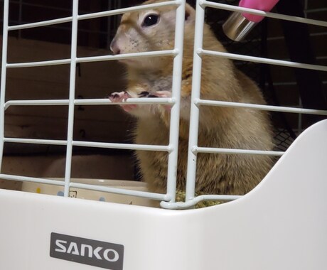 あなたにおすすめのペットを紹介します 変わった生き物を飼いたい方必見！！ イメージ2
