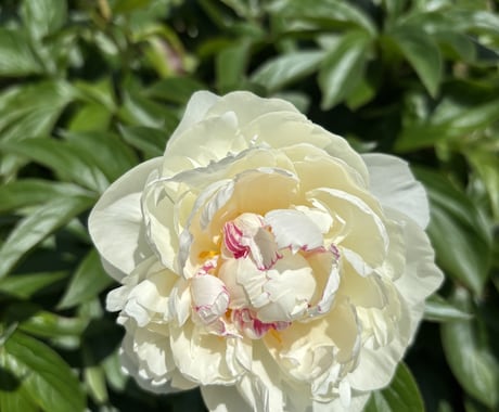 花からのメッセージみます 花からのメッセージ豊かさと本来の美しさへ イメージ1