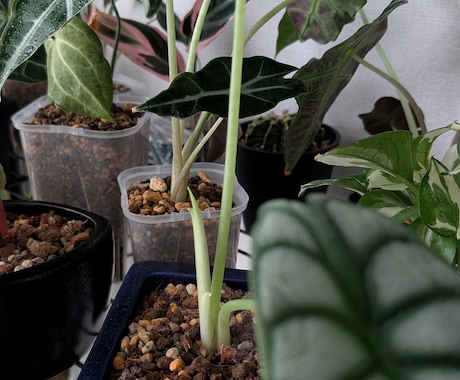 観葉植物の育て方・管理のご相談をお受けいたします 観葉植物をお家で200鉢以上管理中！あなたに合った方法ご提案 イメージ1