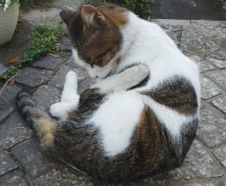 愛する家族様（犬や猫）の気持ちを覗きます 本日より再開します。よろしくお願いします イメージ1